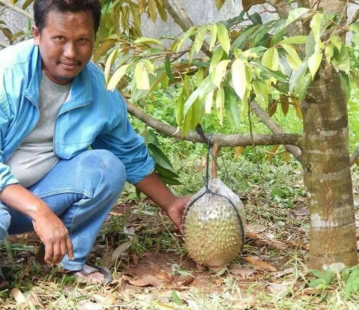 Plant Durian in Retirement